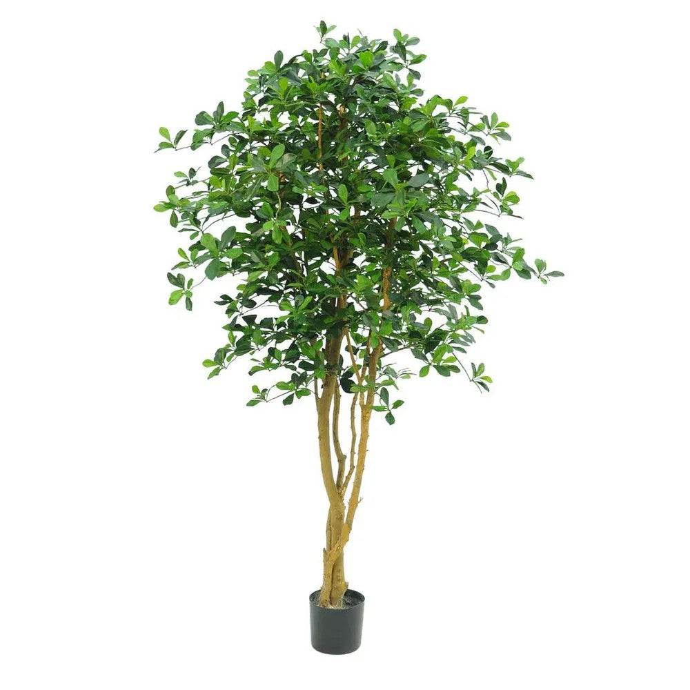 Oriental Olive Tree 155cm ETA 16/8/2025