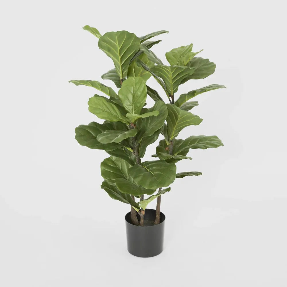 Fiddle Leaf Tree 93cm – House of Walton